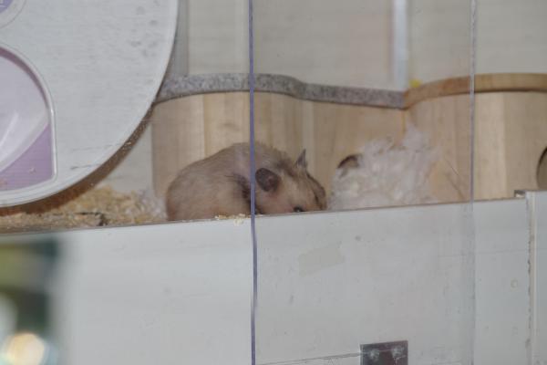 sonstiges hamster4 img0103