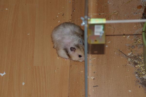 sonstiges hamster4 img0107