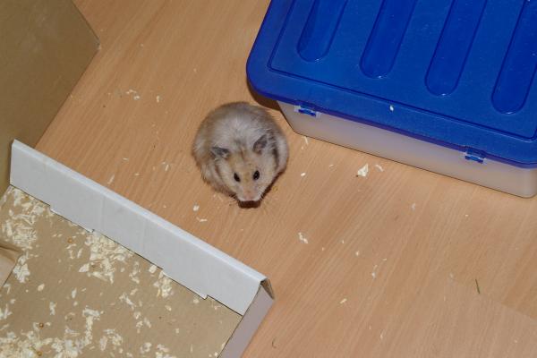 sonstiges hamster4 img0109