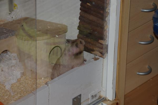 sonstiges hamster4 img0111