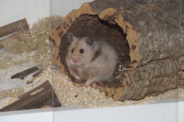 sonstiges hamster4 img0112