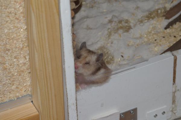 sonstiges hamster4 img0113