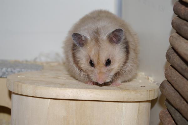 sonstiges hamster4 img0123