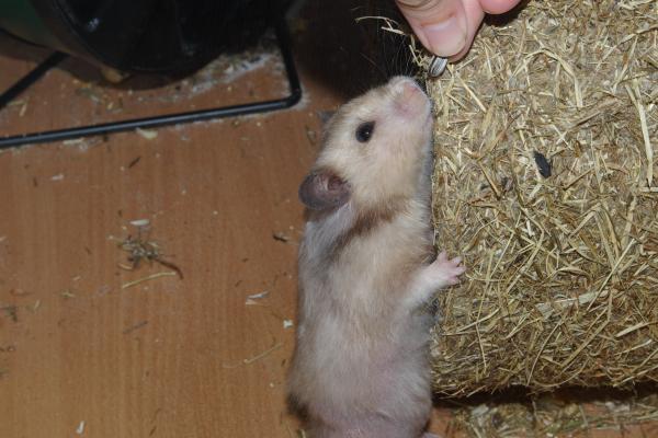 sonstiges hamster4 img0125