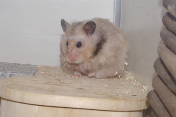 sonstiges hamster4 img0128