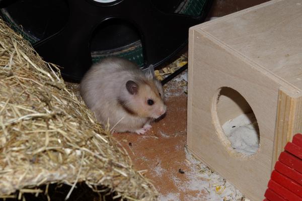 sonstiges hamster4 img0130