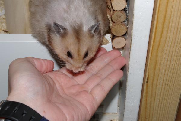 sonstiges hamster4 img0138