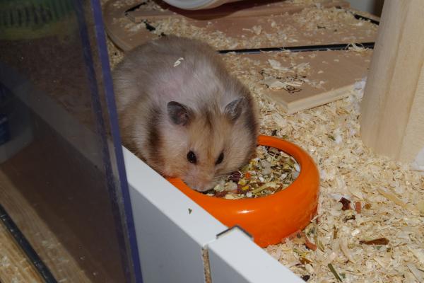 sonstiges hamster4 img0144