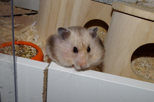 sonstiges hamster4 img0146