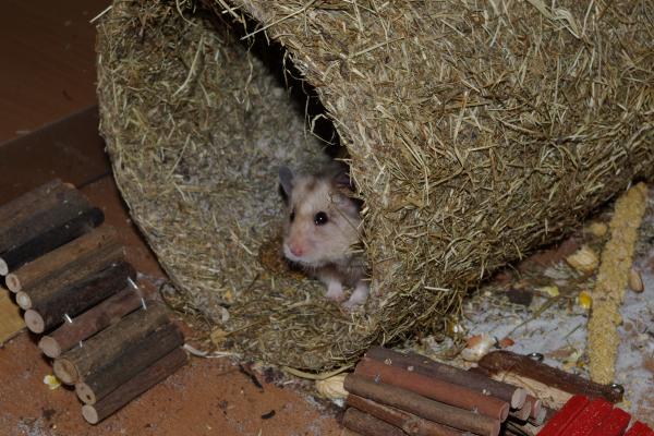 sonstiges hamster5 img0002