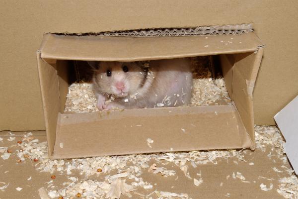 sonstiges hamster5 img0012