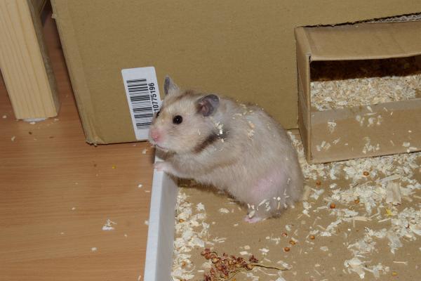 sonstiges hamster5 img0013