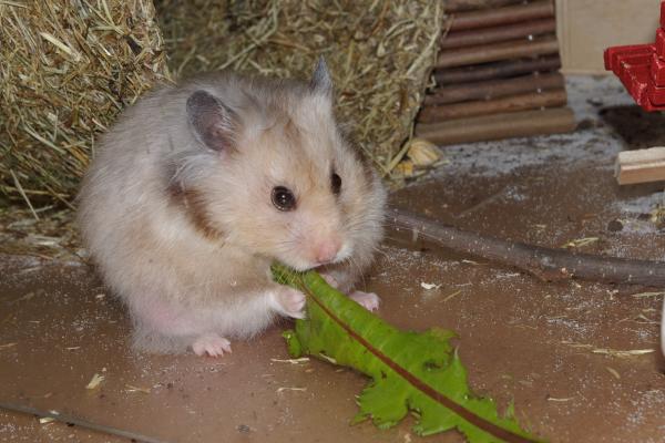 sonstiges hamster5 img0026