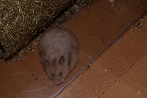 sonstiges hamster5 img0040