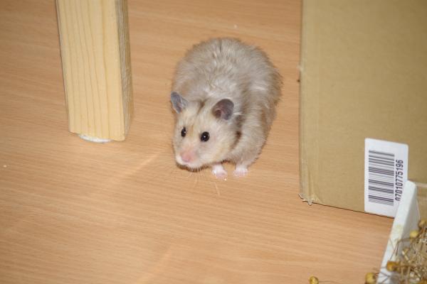 sonstiges hamster5 img0051