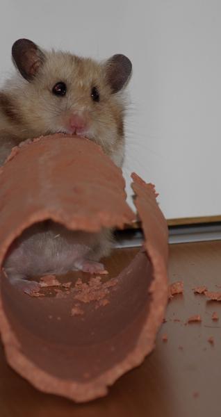 sonstiges hamster5 img0064