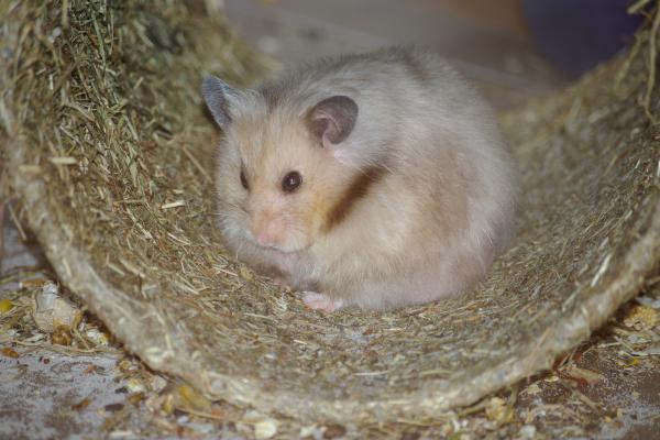 sonstiges hamster5 img0071