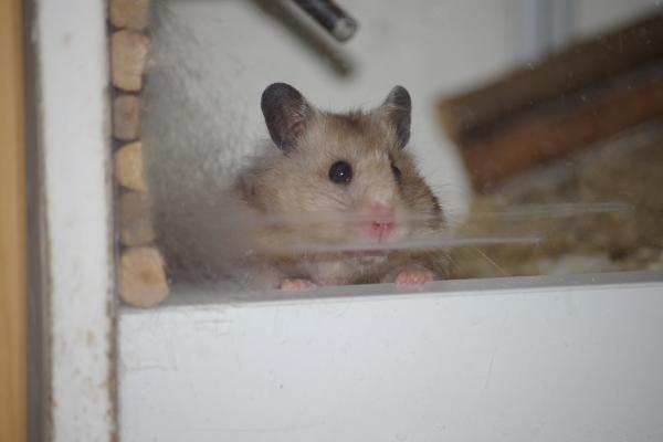 sonstiges hamster5 img0093