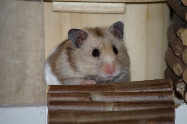 sonstiges hamster5 img0101