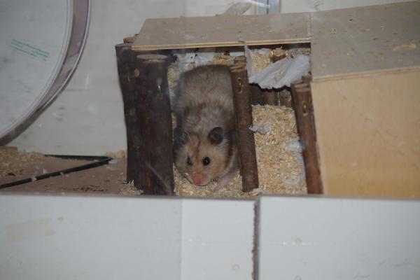 sonstiges hamster5 img0127