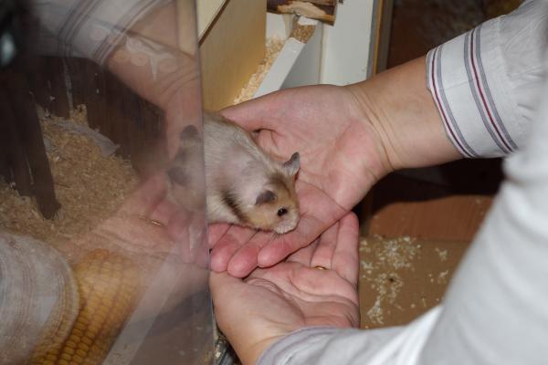 sonstiges hamster5 img0130