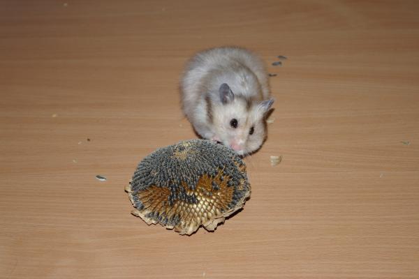 sonstiges hamster5 img0131