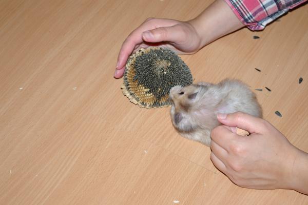 sonstiges hamster5 img0133