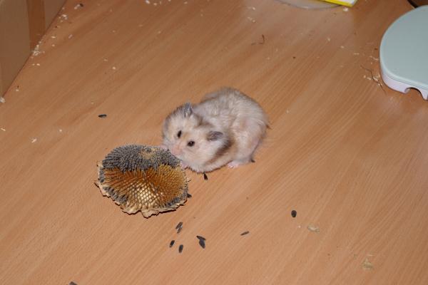 sonstiges hamster5 img0134