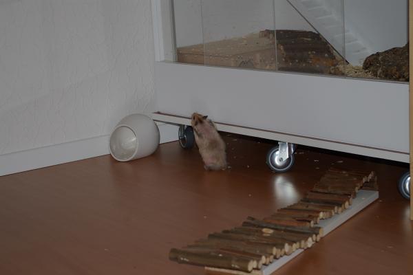 sonstiges hamster5 img0145