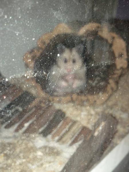 sonstiges hamster5 img0204