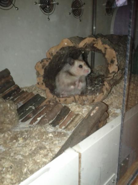 sonstiges hamster5 img0205