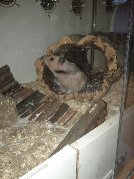 sonstiges hamster5 img0206