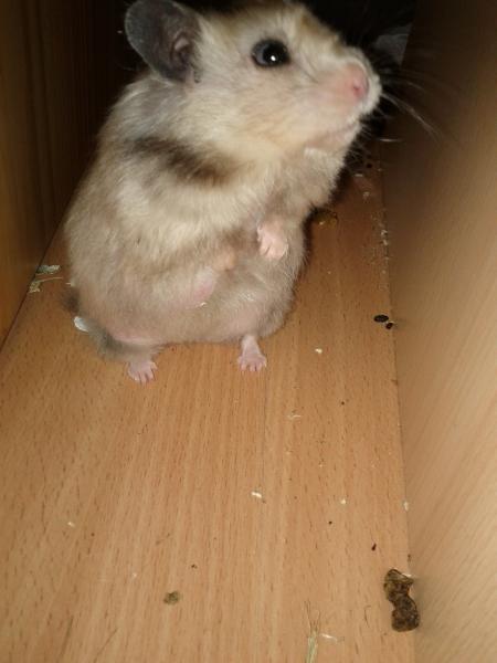 sonstiges hamster5 img0224