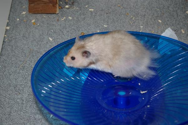 sonstiges hamster5 img0231