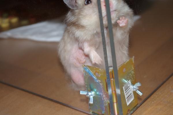 sonstiges hamster5 img0268