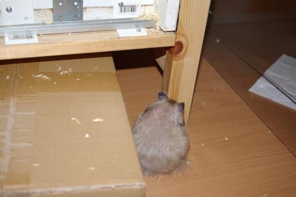 sonstiges hamster5 img0270