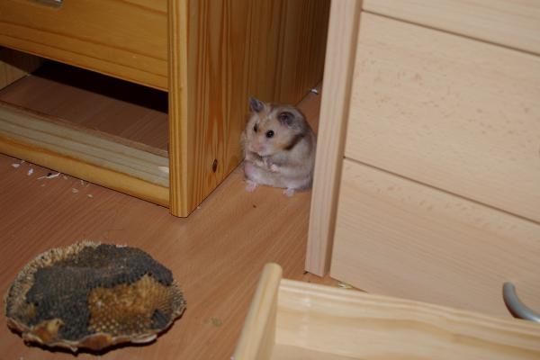 sonstiges hamster5 img0278