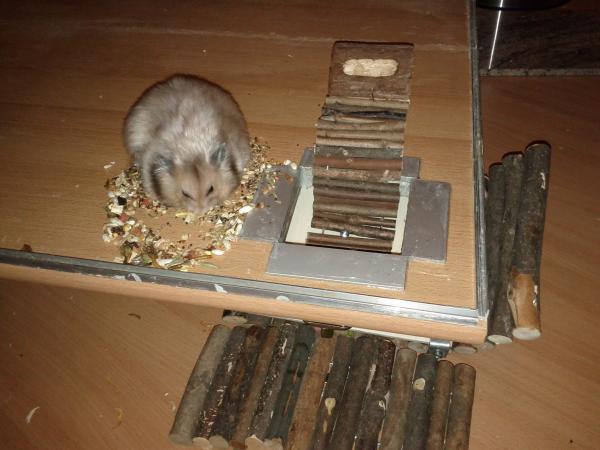 sonstiges hamster5 img0293