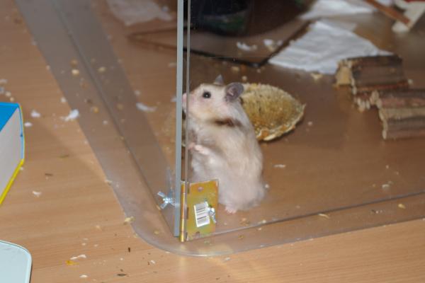 sonstiges hamster5 img0298