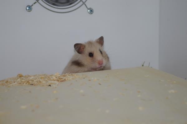 sonstiges hamster5 img0329