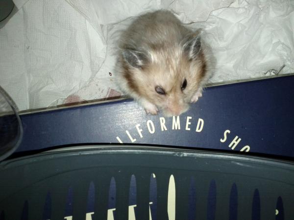 sonstiges hamster5 img0342