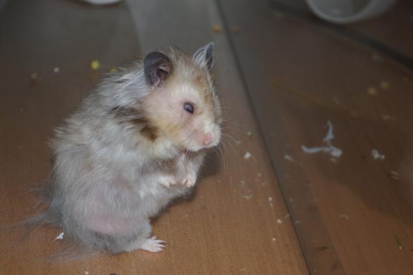 sonstiges hamster5 img0362