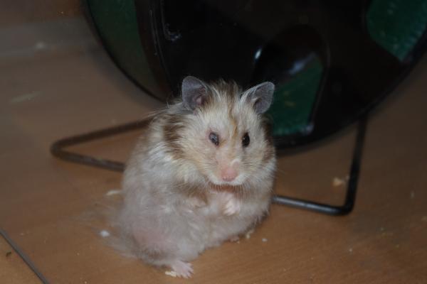 sonstiges hamster5 img0363