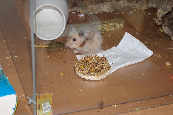 sonstiges hamster5 img0383