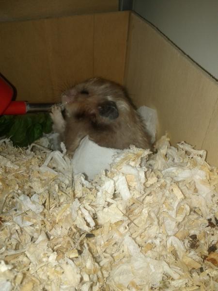 sonstiges hamster5 img0434