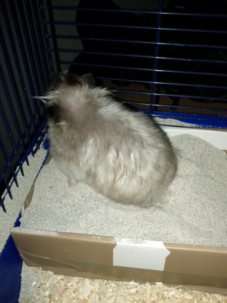 sonstiges hamster img0027