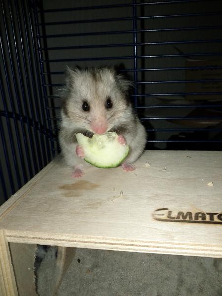 sonstiges hamster img0029