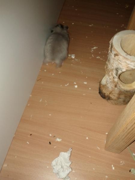 sonstiges hamster img0031