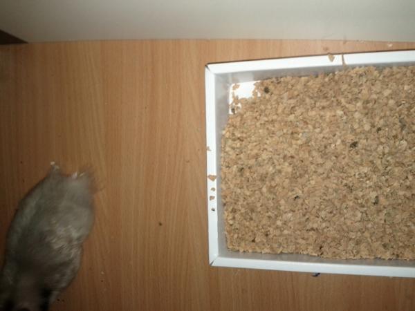 sonstiges hamster img0032