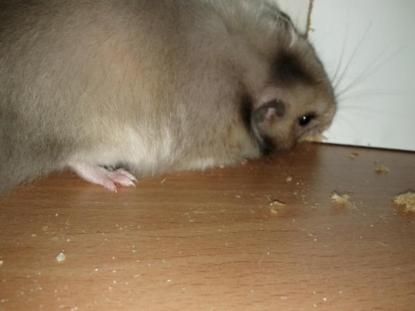 sonstiges hamster img0033